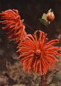 Kaktus Dahlia "Brisbane" (barevná fotografie) od Charles Essenhigh Corke