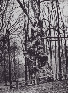 The Old Oak, Knole Park (černobílá fotografie) od Charles Essenhigh Corke