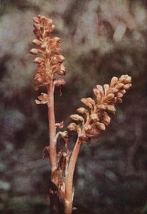 Divoké květiny: Orchis ptačí hnízdo (barevné foto)