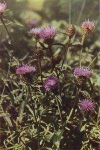 Divoké květiny: Knapweed (barevné foto) od Charles Essenhigh Corke