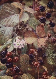 Divoké květiny: Bramble (barevné foto) od Charles Essenhigh Corke