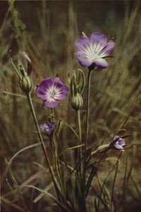 Divoké květiny: Corn-Cockle (barevné foto) od Charles Essenhigh Corke