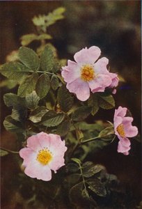 Divoké květiny: Dog Rose (barevné foto)