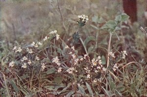 Divoké květiny: Eyebright (barevné foto)