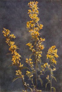 Divoké květiny: Golden Rod (barevné foto)