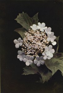 Divoké květiny: Guelder Rose (barevné foto) od Charles Essenhigh Corke