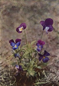 Divoké květiny: Heartsease (barevné foto) od Charles Essenhigh Corke