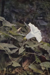 Divoké květiny: Hedge Convolvulus (barevné foto) od Charles Essenhigh Corke