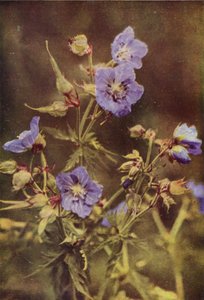 Divoké květiny: Jeřáb luční (barevné foto) od Charles Essenhigh Corke