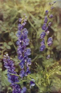 Divoké květiny: Monkshood (barevná fotografie) od Charles Essenhigh Corke