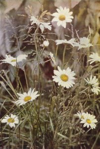 Divoké květiny: Ox-Eye Daisy (barevné foto) od Charles Essenhigh Corke