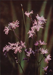 Divoké květiny: Ragged Robin (barevné foto) od Charles Essenhigh Corke