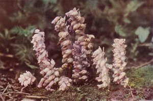 Divoké květiny: Zubatka (barevné foto) od Charles Essenhigh Corke