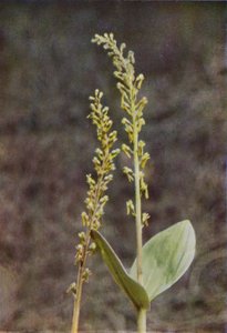 Divoké květiny: Twayblade (barevné foto) od Charles Essenhigh Corke