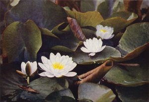 Divoké květiny: White Water Lily (barevné foto) od Charles Essenhigh Corke