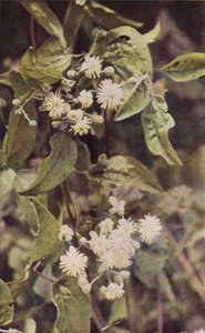 Divoké květiny: Wild Clematis (barevné foto)