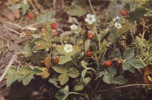 Divoké květiny: lesní jahoda (barevné foto)
