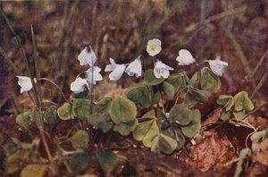 Divoké květiny: Wood Sorrel (barevné foto)