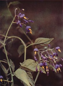 Divoké květiny: Woody Nightshade (barevné foto)