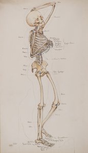 Studie [Lidská kostra (kosti s titulkem)], kolem roku 1884 (akvarel)