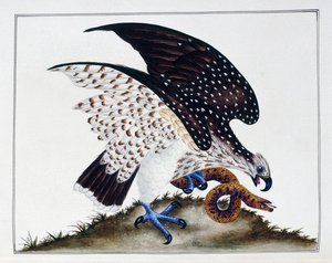 Dravý pták s hadem, 1808-21 od Charles Hayes