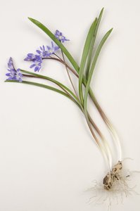 Botanická deska/Chionodoxa forbesii/Chionodoxa luciliae/Glory of the Snow