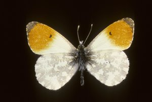 Cardamine Anthocharis/Jarní svítání/Muž od Augustus Kollner