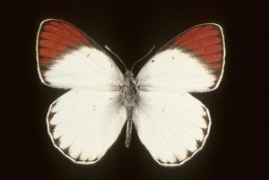 Colotis danae/Crimson od Augustus Kollner