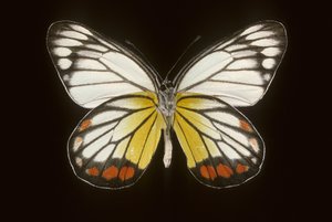 Delias hyparete/Muž od Augustus Kollner