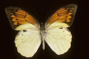 Hebomoia leukippe sulfurea od Augustus Kollner