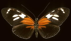 Heliconius burneyi catherina/Heliconie od Augustus Kollner