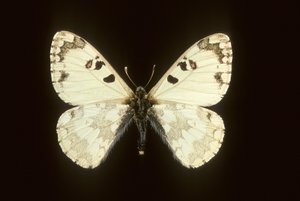 Hypermnestra helios od Augustus Kollner