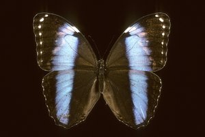 Morpho Achilles/Muž od Augustus Kollner