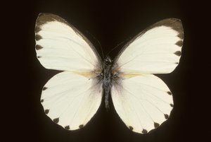 Mylothris od Augustus Kollner