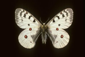 Parnassius phoebus/Apollo malá od Augustus Kollner