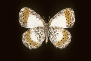 Physcaeneura leda od Augustus Kollner
