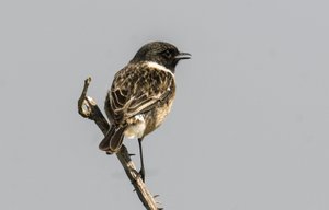 Saxicola torquata/Dawler/Common Stonechat od Augustus Kollner