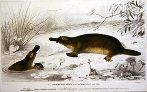 Platypi, ilustrace z 