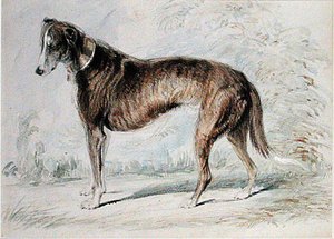 Lurcher (akvarel a tělová barva a tužka na tónovaném papíře)