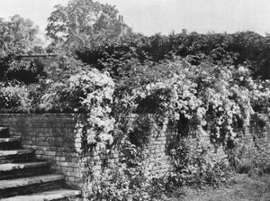 Cluster Roses od Charles Latham