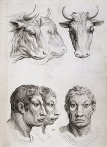 Srovnání mužů a dobytka od Charles Le Brun