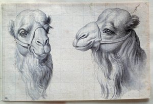 Studie dvou velbloudích hlav Kresba Charlese Lebruna (Le Brun) (1619-1690) 17. stol. Ztlumit. 0,22 x 0,32 m. Paříž, muzeum Louvre od Charles Le Brun