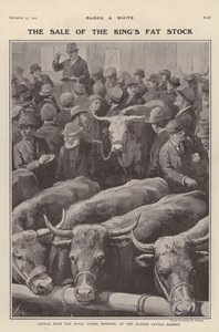 Dobytek z královských farem ve Windsoru na prodej na dobytčím trhu Slough, Berkshire (litho)