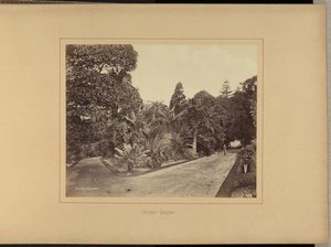 Botanické zahrady od Charles Percy Pickering