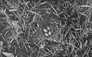 Hnízdo Skylark, c1882, 1912 od Charles Reid