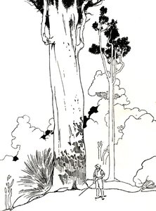 Strom Kauri, 1912