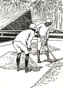 Sušení kakaa, 1912 od Charles Robinson