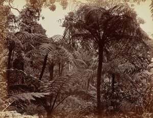 Zahrady Hakgala, Nuwara Eliya