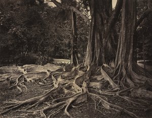 Rubber Tree, Assam, Indie (Ficus Elastica)