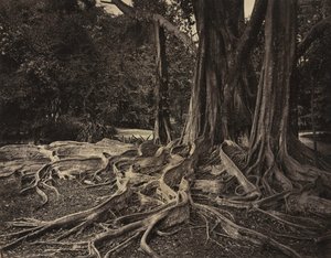 Rubber Tree, Assam, Indie Ficus Elastica, c.1880s.